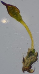 Pterygoneurum ovatum