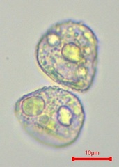 Pterygoneurum ovatum