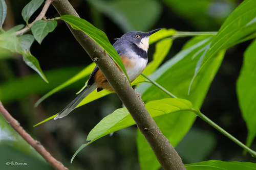 iNaturalist image