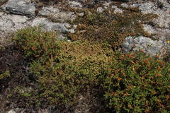 Thymus caespititius