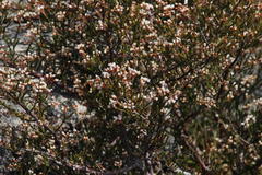 Erica umbellata