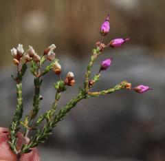 Erica umbellata