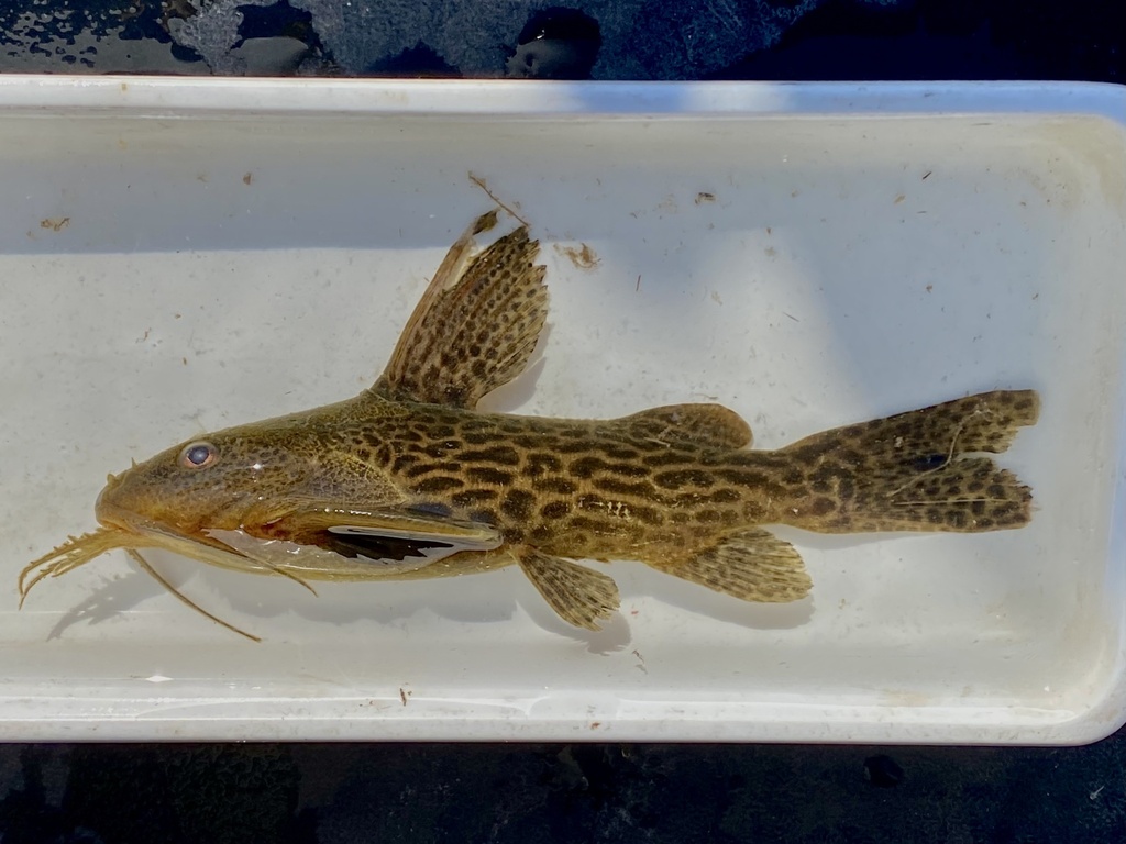 Luipaard-fluweelmeerval (Synodontis leopardinus) — Mochokidae