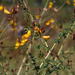 Adenocarpus lainzii - Photo (c) Tony Rebelo, algunos derechos reservados (CC BY-SA), subido por Tony Rebelo