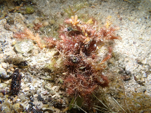 Digenea simplex observed 2023-08-12