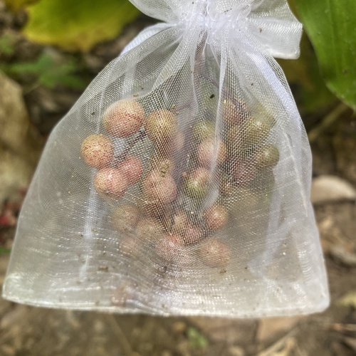 Petit Smilacine 2