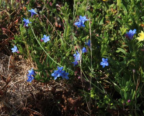 creeping gromwell