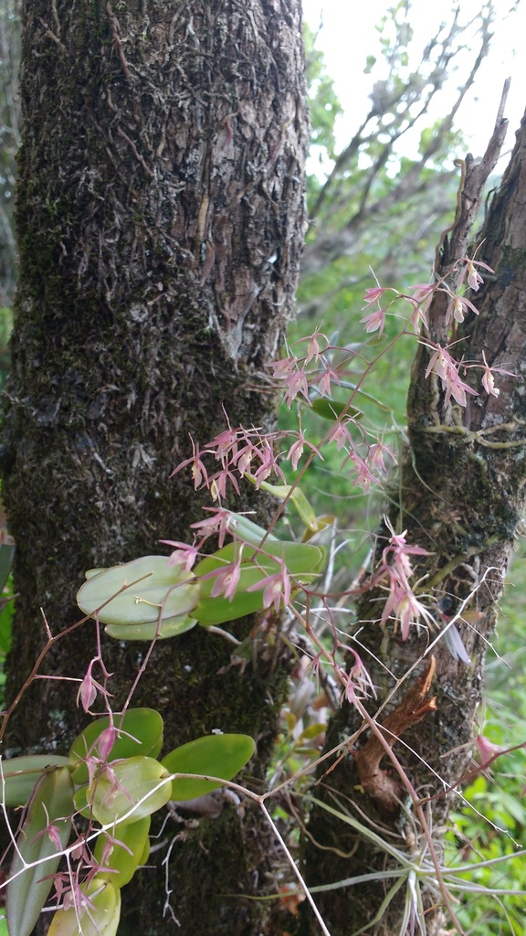 Epidendrum diffusum Sw. 3