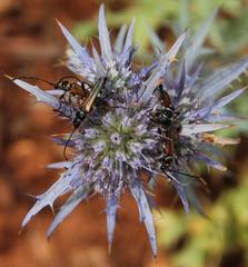 Eryngium dilatatum