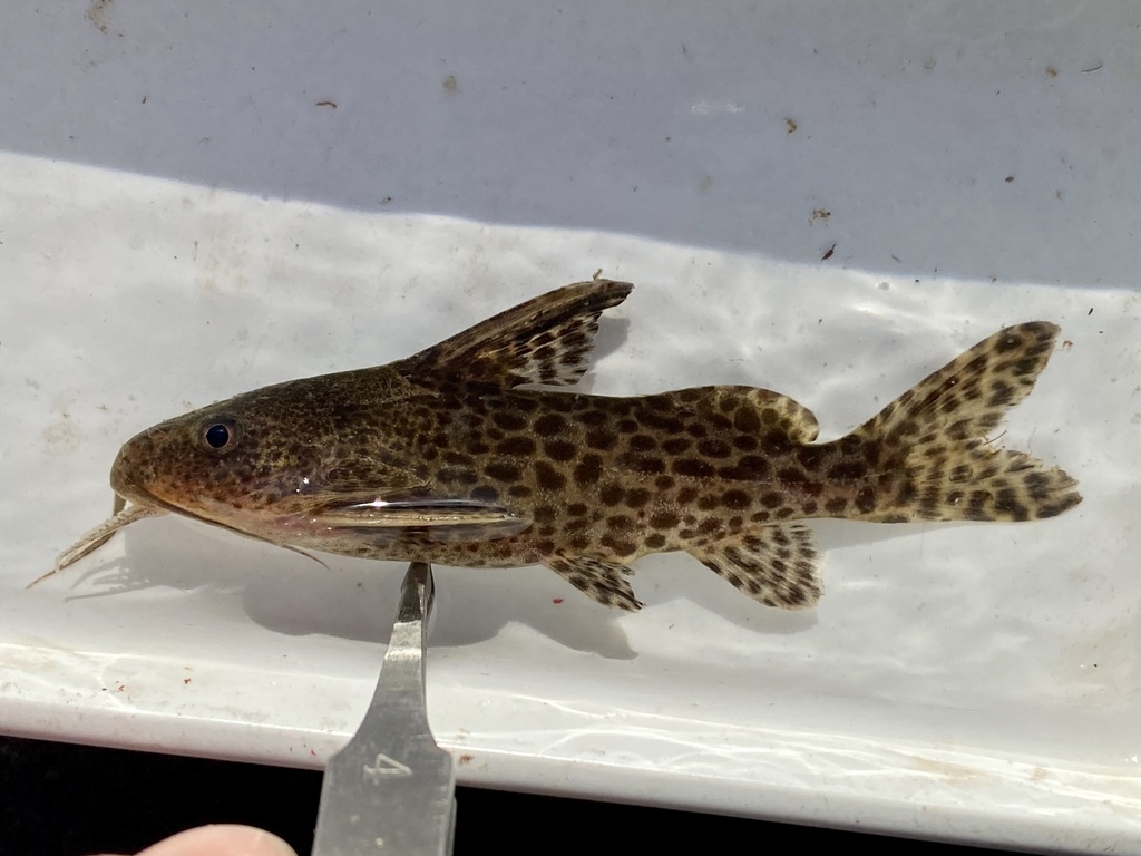 Largespot squeaker (Synodontis macrostigma) — Mochokidae
