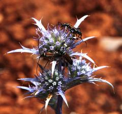 Eryngium dilatatum