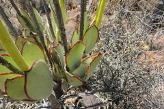 Cotyledon cuneata
