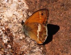 Coenonympha dorus