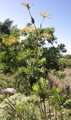 Polemannia simplicior