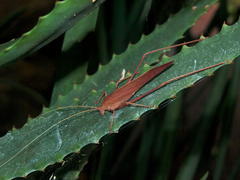 Tylopsis ampla