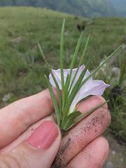 Ipomoea simplex