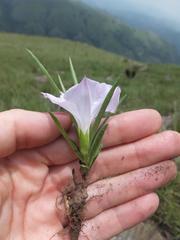 Ipomoea simplex