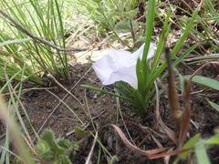 Ipomoea simplex