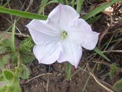 Ipomoea simplex