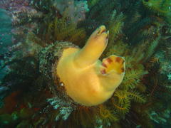 Ascidia incrassata