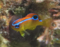 Chrysiptera brownriggii