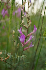 Astragalus varius