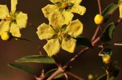 Sphedamnocarpus pruriens pruriens