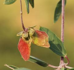 Sphedamnocarpus pruriens pruriens