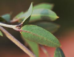 Sphedamnocarpus pruriens pruriens