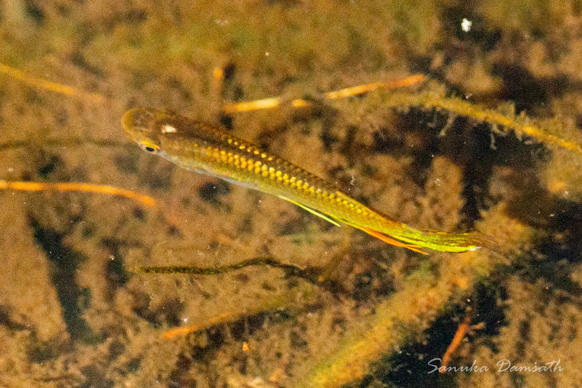 Aplocheilus dayi