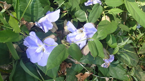 Thunbergia laurifolia iNat (2)