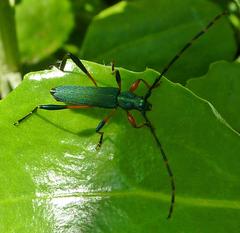 Litopus latipes dispar