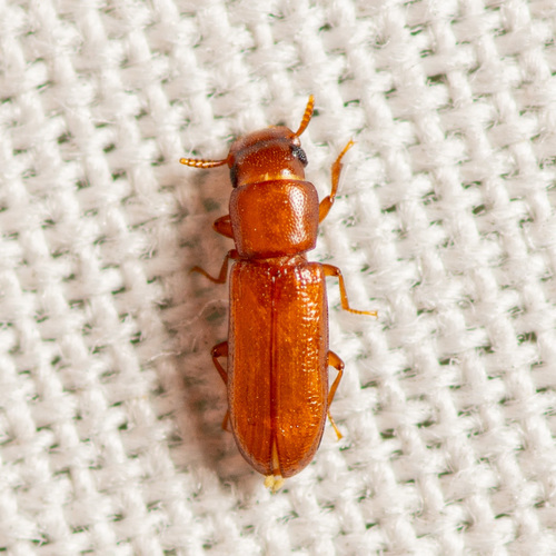 Long-Headed Flour Beetle photo 5