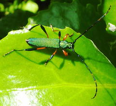 Litopus latipes dispar