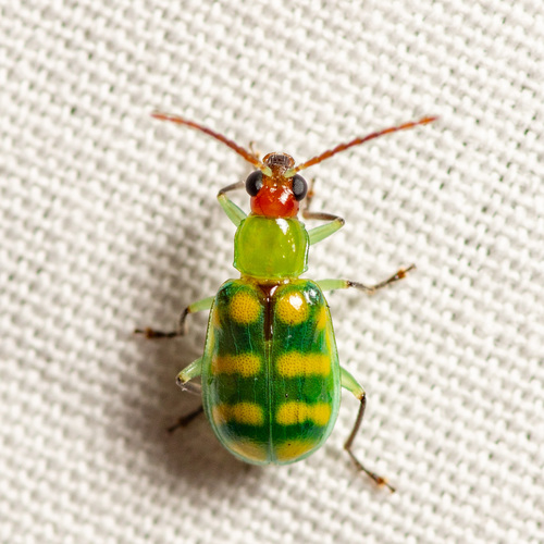 Banded Cucumber Beetle