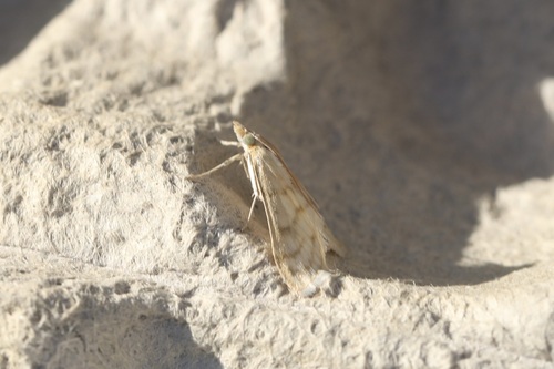 Scarce Straw Pearl photo 5