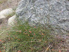 Microcharis galpinii