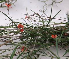 Microcharis galpinii