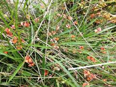 Microcharis galpinii