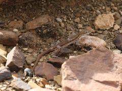 Pedioplanis lineoocellata