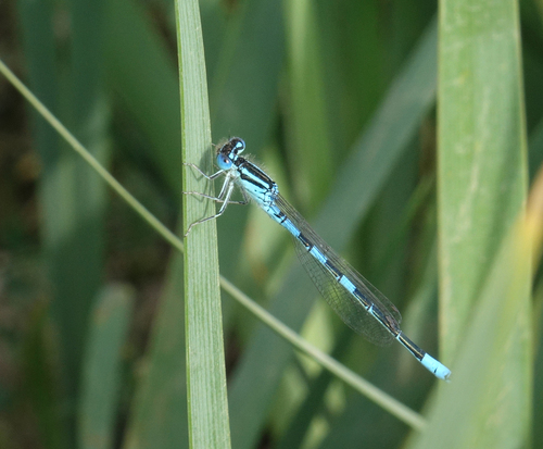 Dainty Damselfly photo 5