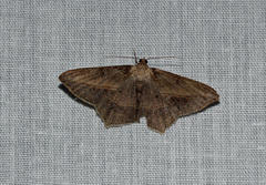 Chiasmia simplicilinea