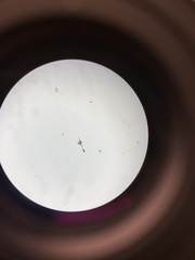 Miozoa