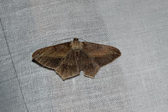 Chiasmia simplicilinea