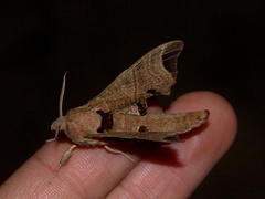 Polyptychoides grayii grayii