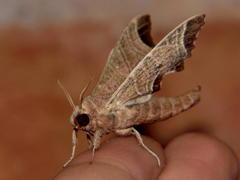 Polyptychoides grayii grayii