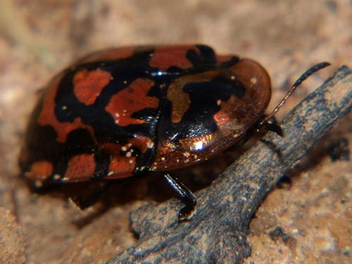 Eight-rimspot Tortoise Beetle
