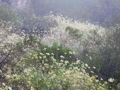 Helichrysum petiolare