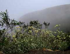 Helichrysum petiolare