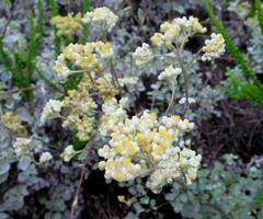 Helichrysum petiolare